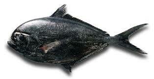 Xaputa