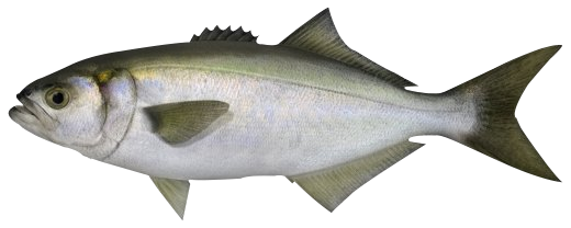 Anchova
