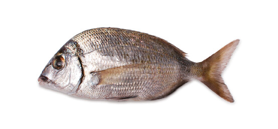 Sargo Legitimo 150Gr a 300Gr
