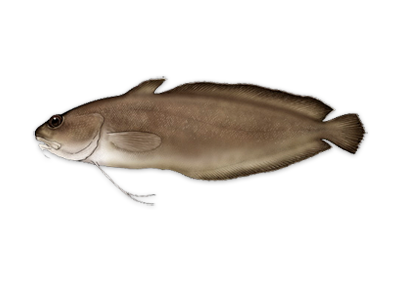 Abrótea da Costa +1Kg