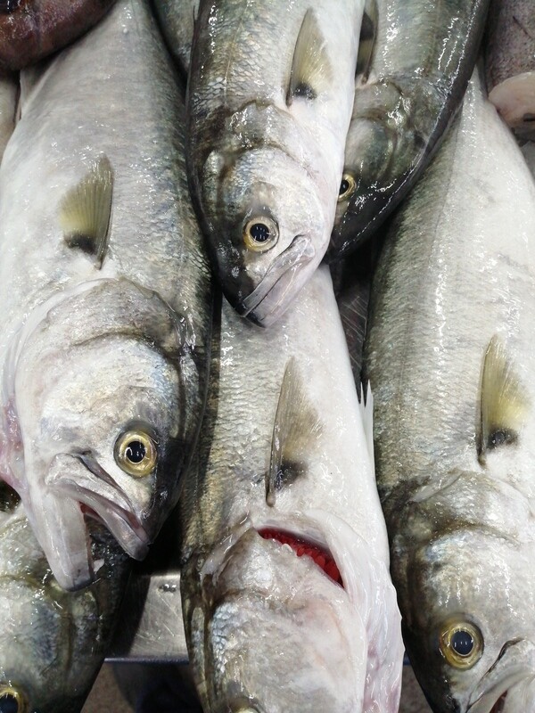 Anchova