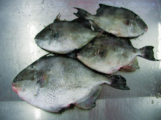Peixe Porco