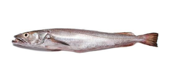 Pescada Branca do Arrasto 500Gr a 1Kg