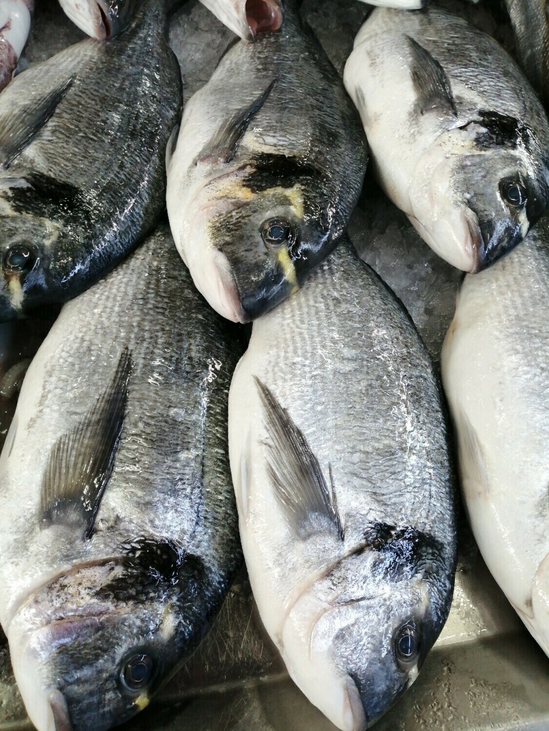 Dourada de Aquicultura - Extra (+1Kg)
