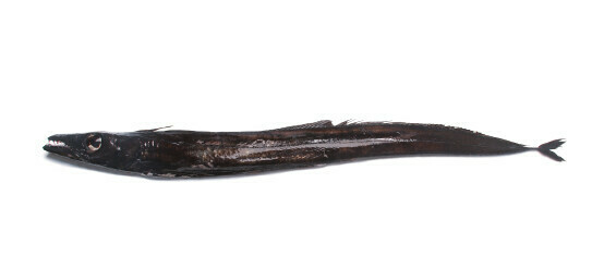Peixe Espada Preto - Inteiro