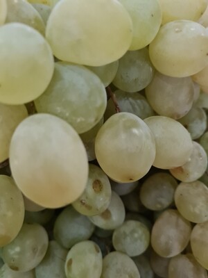 Uvas Branca 