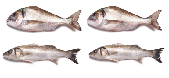 Cabaz de Peixe - D/R (douradas e robalos)