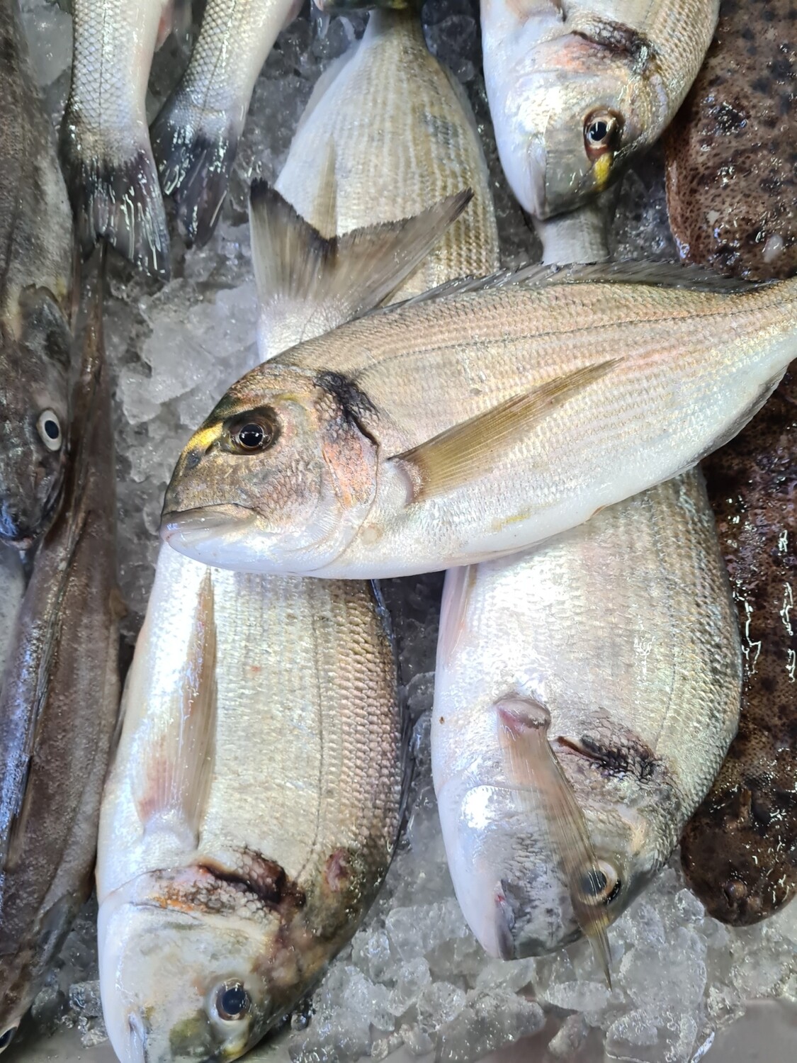 Dourada do Mar - Extra (+1Kg)