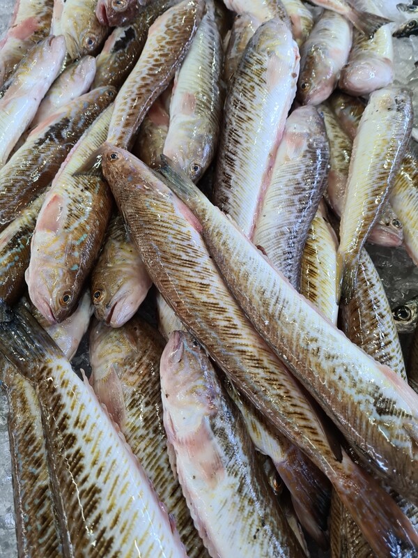 Peixe Aranha