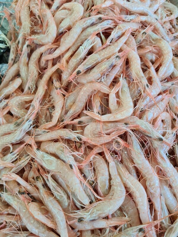Gamba da Costa - Fresca