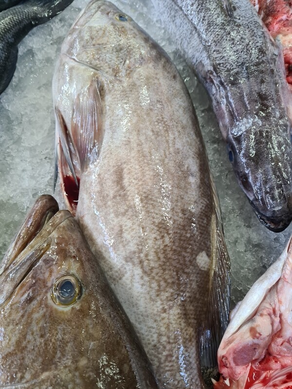 Garoupa Fresca (inteira entre 1 a 2 kg)