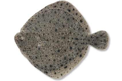 Pregado - 1/1,5Kg de Aquicultura