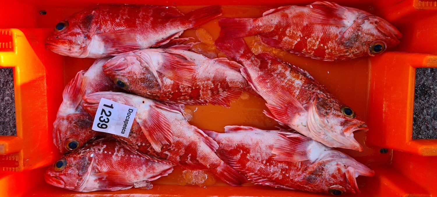 Cantarilho +800 Açores 