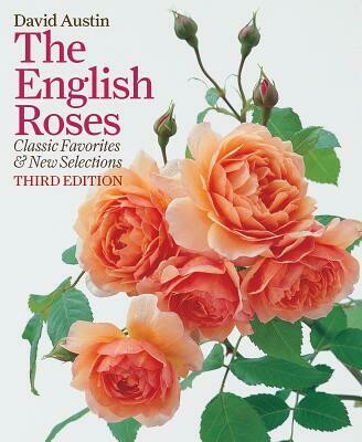IG English Rose