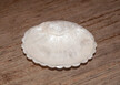 DG White Scroll Shell Bowl