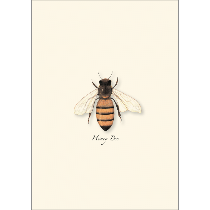 ESW Honey Bee Boxed Notecards