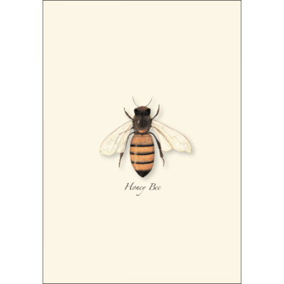 ESW Honey Bee Boxed Notecards