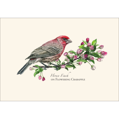 ESW House Finch Boxed Notecards