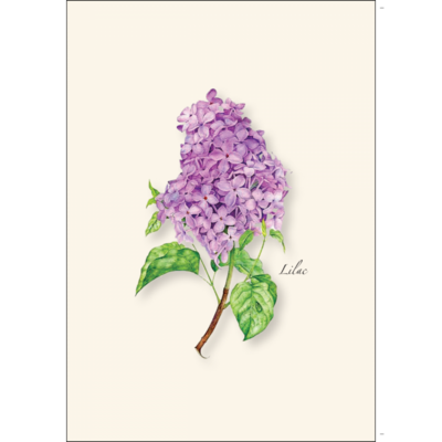 ESW Lilac Boxed Notecards