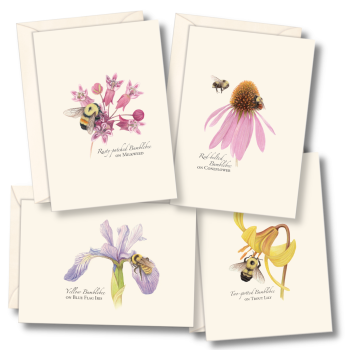 ESW Bumblebee Boxed Notecards