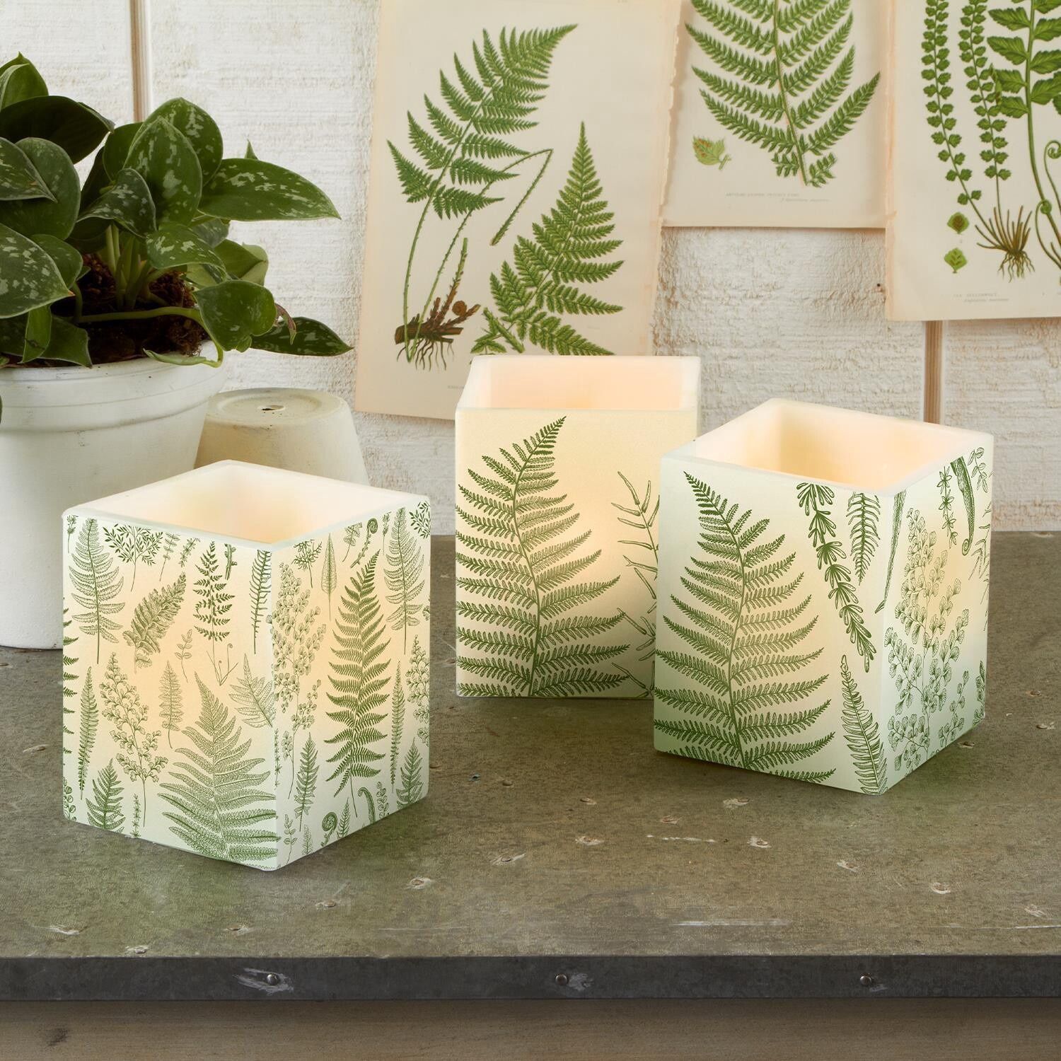 TC Fern Citronella Candle