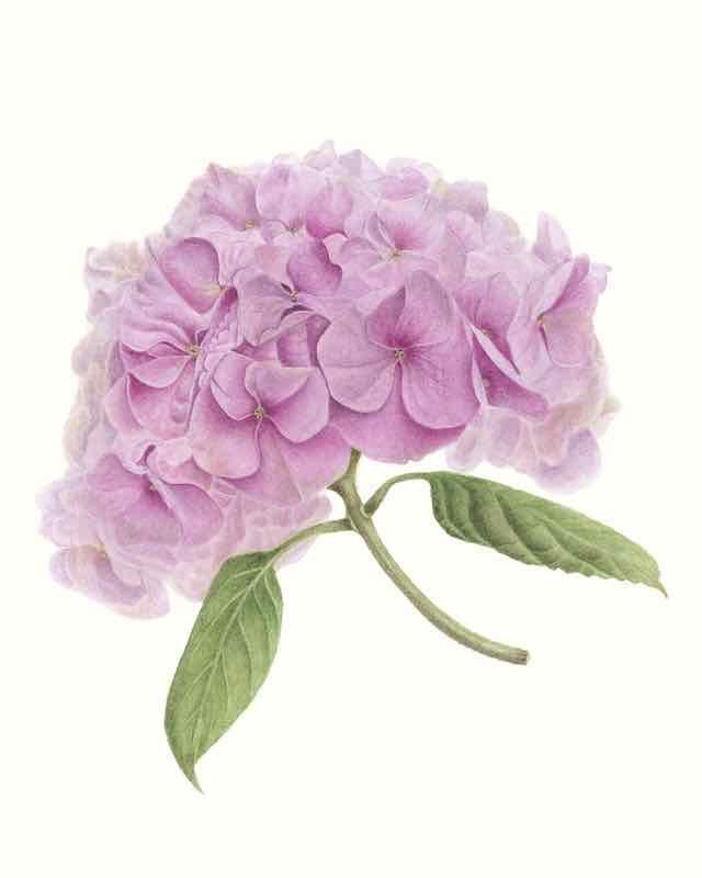 GBA Hydrangea &quot;Forever Pink&quot; Notecards S/5