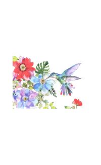 PP Hummingbird Garden Boxed Note Cards