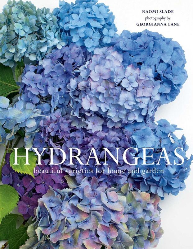 SS Hydrangeas