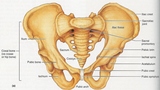 The Pelvis and its Link to Back Pain