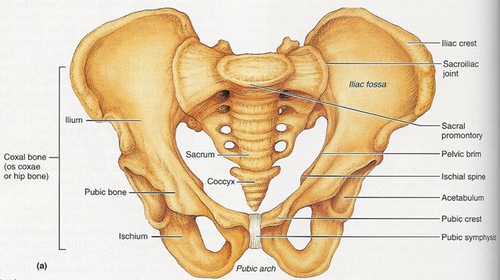 The Pelvis and its Link to Back Pain  *Balance After Sept 1st*