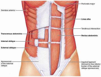 Analytical &amp; Segmental Strengthening of the  Abdominal Muscles &amp; the Thoracic Diaphragm *DEPOSIT ONLY*