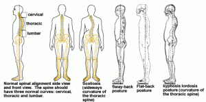 Gravity Line &amp; Structural Balance