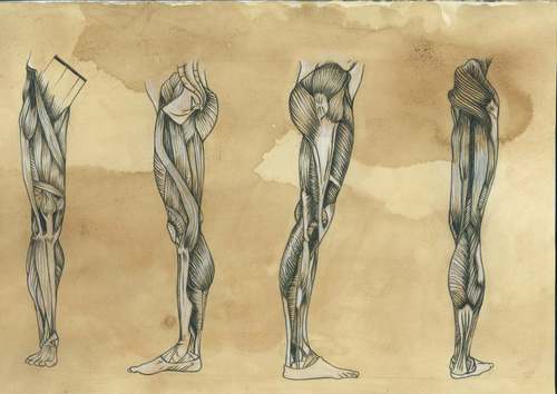 Analytical &amp; Segmental Muscular Strengthening of the Lower Limbs