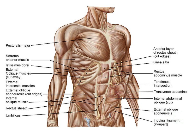 Analytical &amp; Segmental Strengthening of the  Abdominal Muscles &amp; the Thoracic Diaphragm