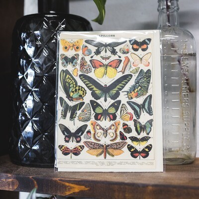 Botanical Butterflies