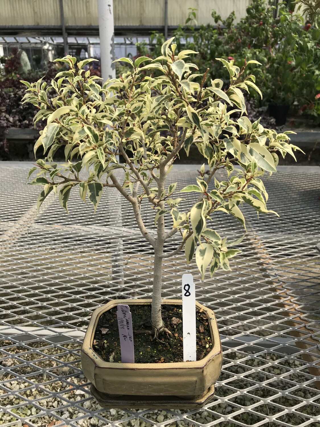 Fig, Weeping Variegated (Large)