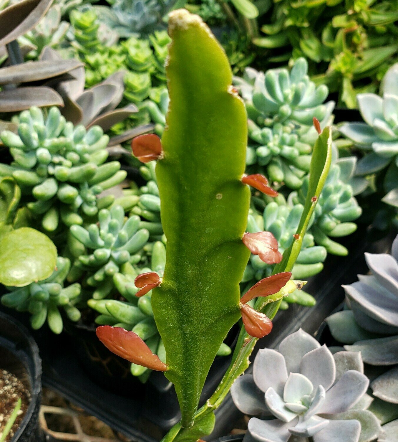 Succulent, Copper Branch