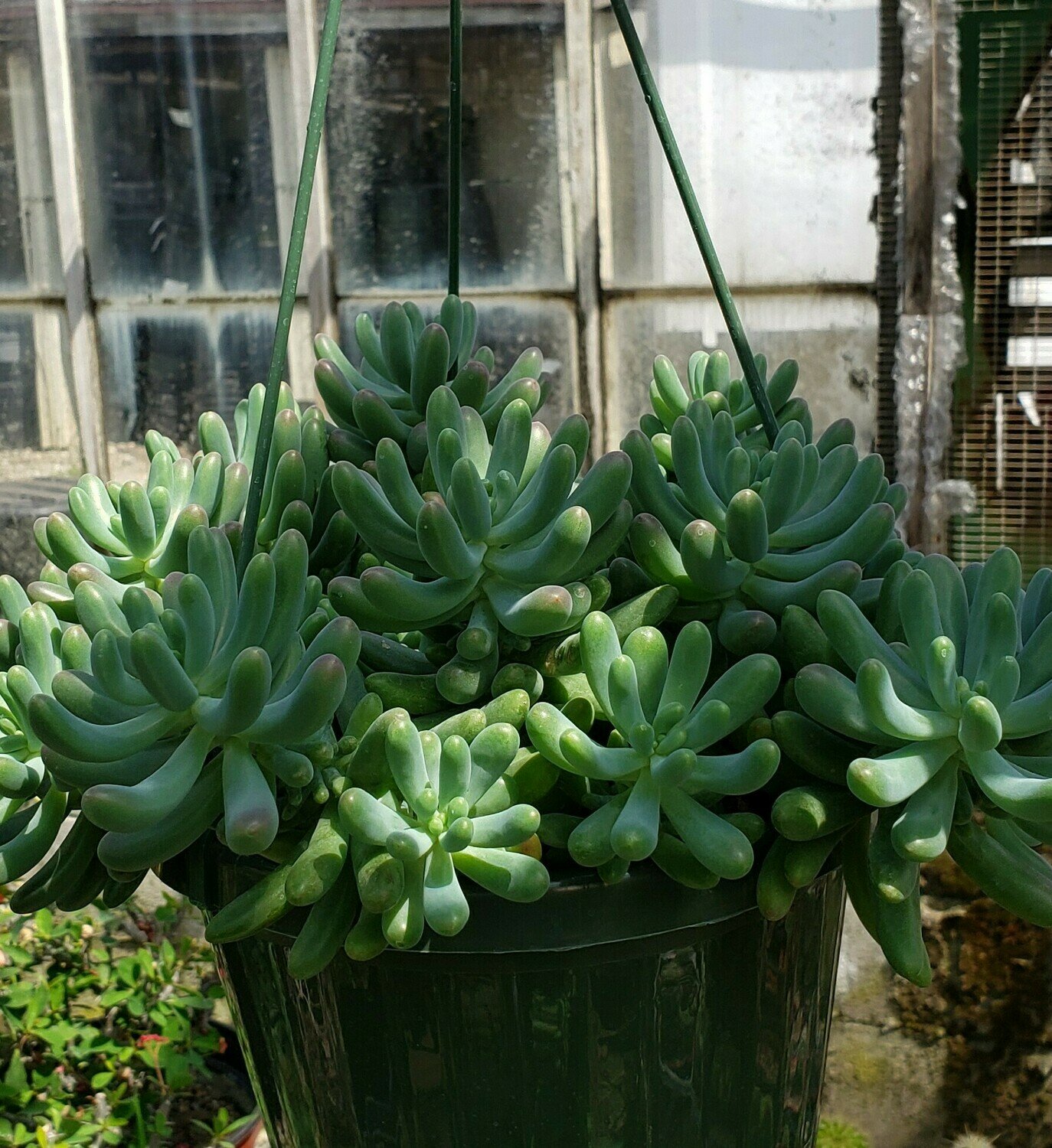 Succulent, Jelly Bean Plant (Hanging Basket)