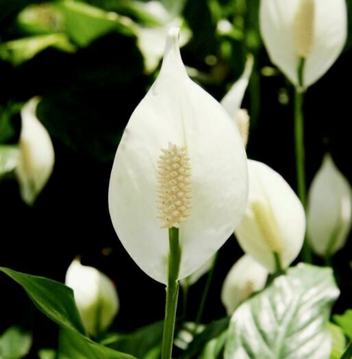 Memorials &amp; Honorariums