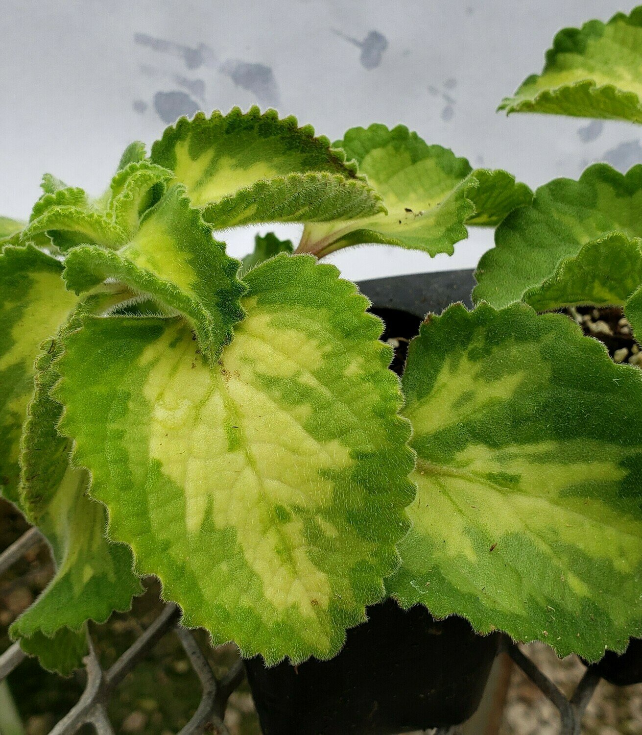 Oregano, Cuban, Variegated