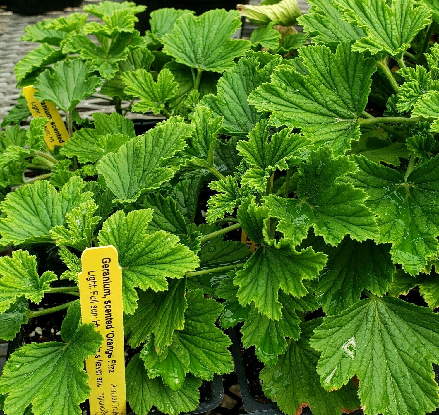 Scented Geranium, 'Orange Fizz'