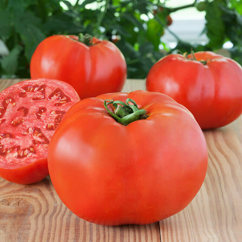 Tomato, Beefsteak, Debut (determinate)