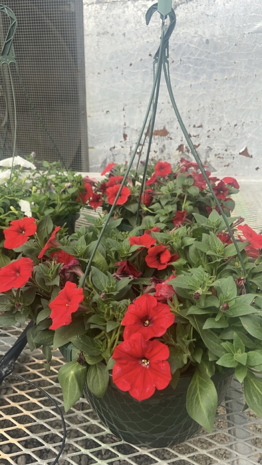 Sun/Petunia, Wave Carmine Velour