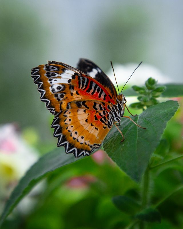 Color in Motion - Annual Butterfly Exhibit