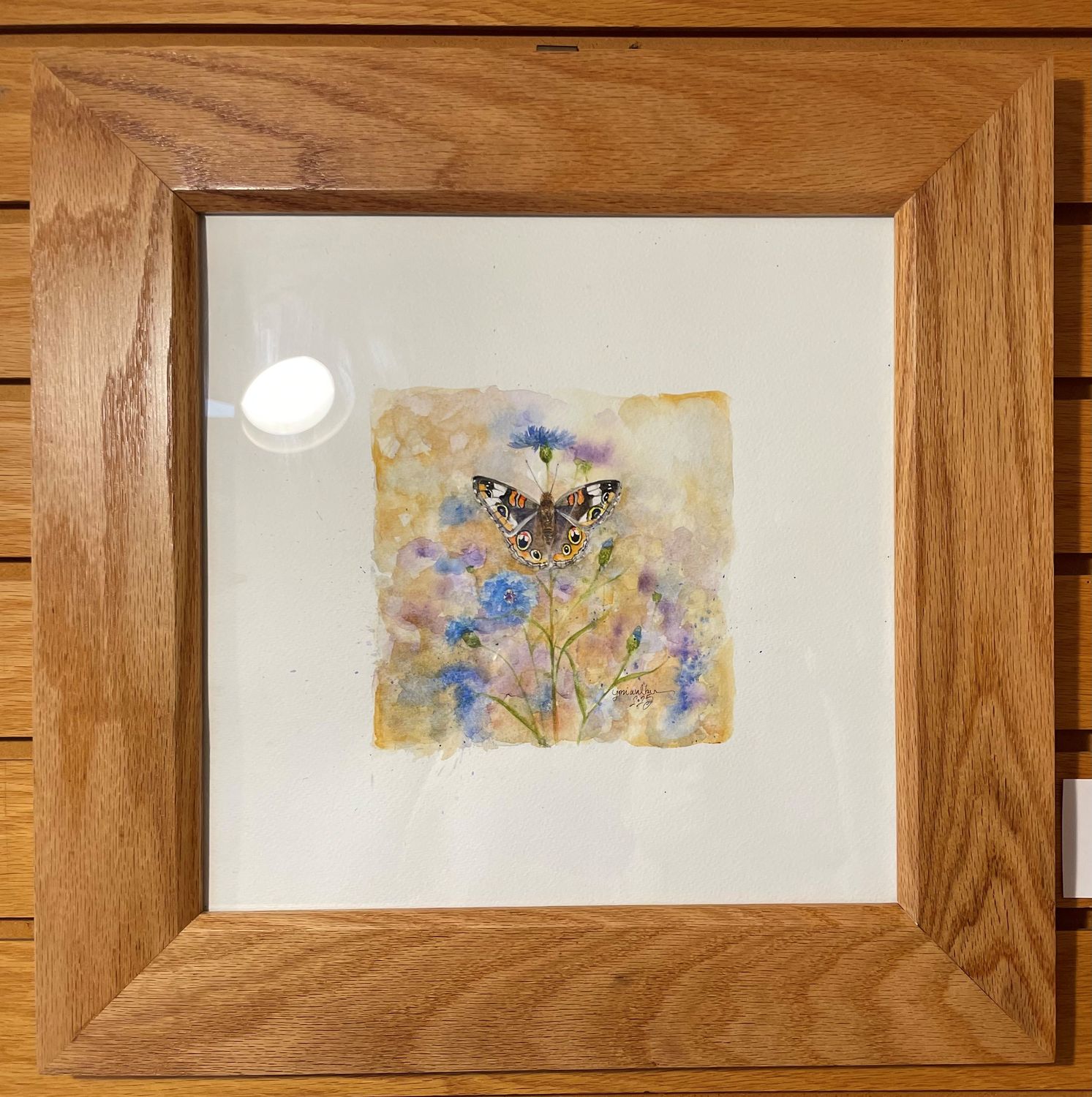 &quot;Common Buckeye&quot;
