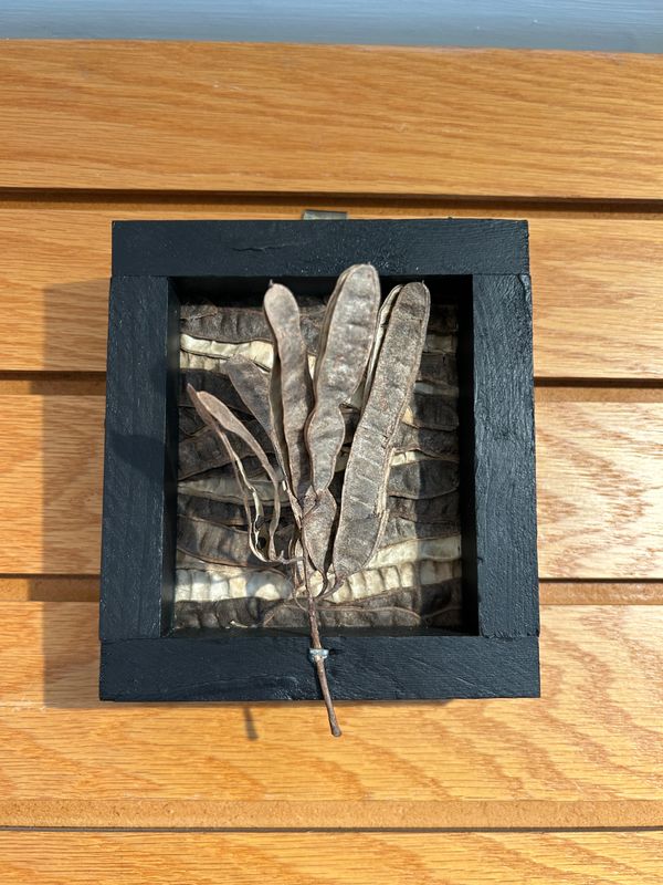 "Black Locust Tree" 2 "Black Locust Tree" 2