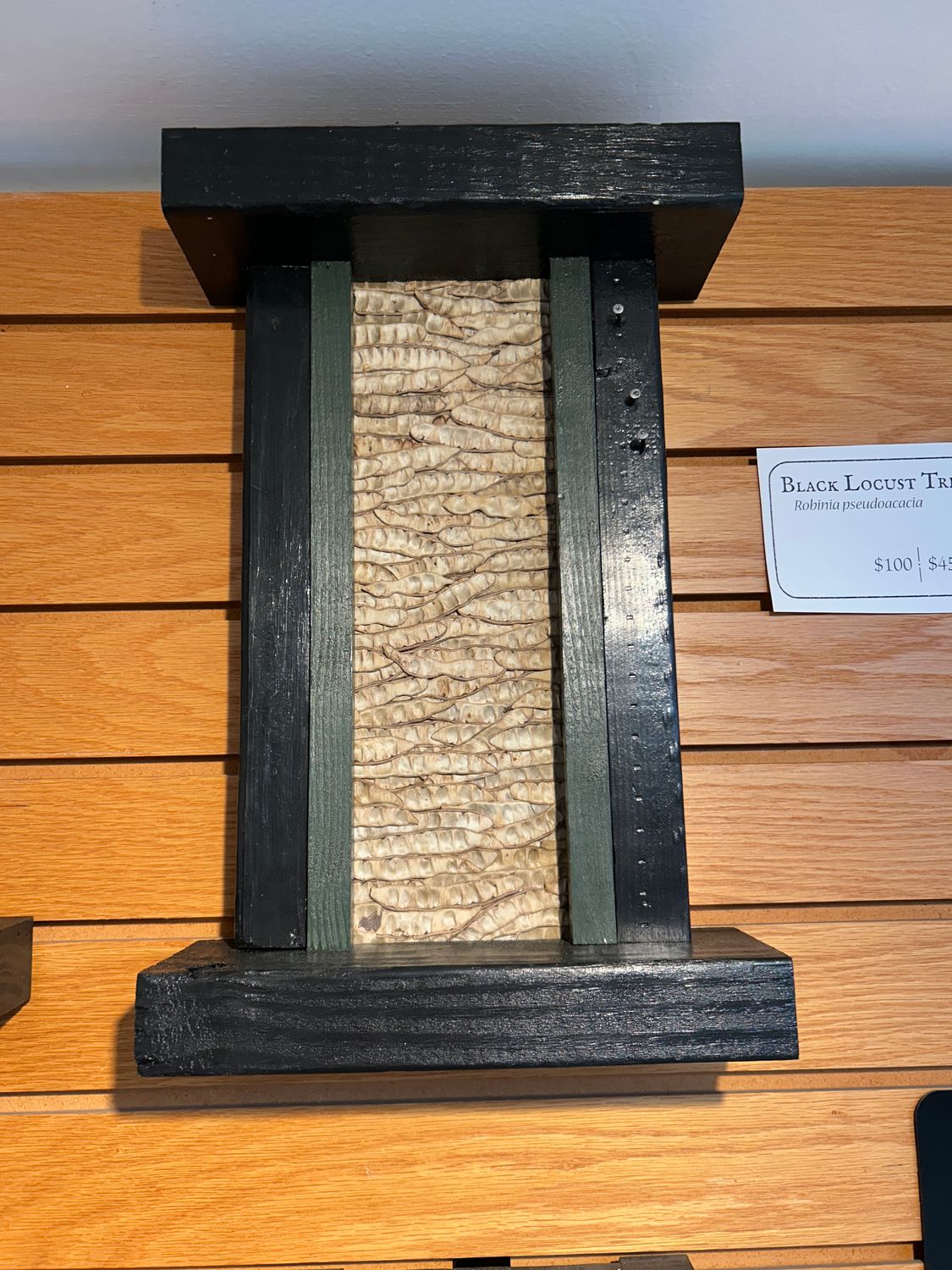 "Black Locust Tree" 3 "Black Locust Tree" 3