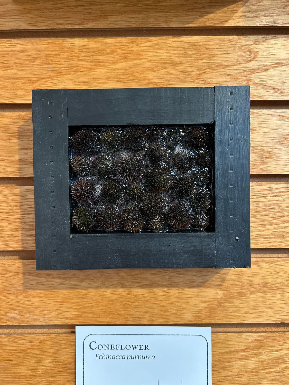 "Coneflower" 1 "Coneflower" 1