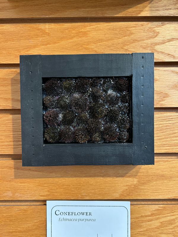 "Coneflower" 1 "Coneflower" 1