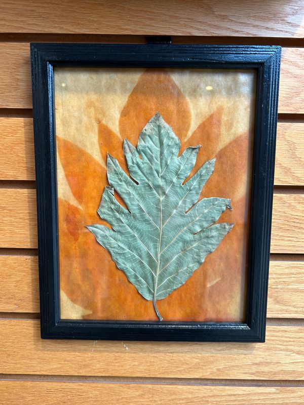 "Breadfruit Tree" 2 "Breadfruit Tree" 2